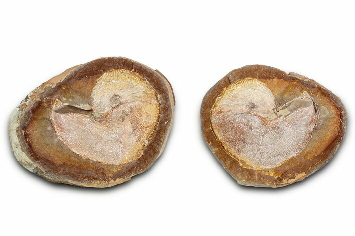 Pink Champagne Ammonite (Hoploscaphities) Fossil (Pos/Neg) - SD #336264